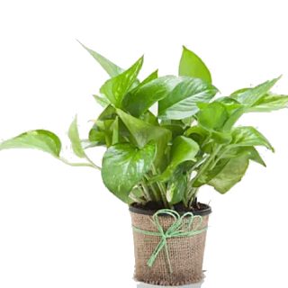FNP Offer: Classic Money Plant at Rs.299